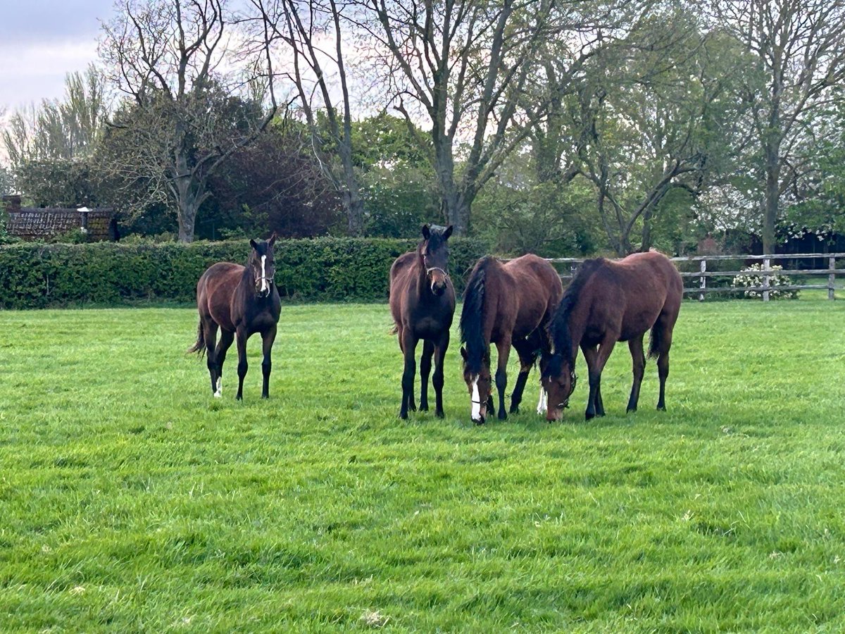 Delighted to announce we have leased a beautiful farm in the village of Cheveley close to Newmarket as an extension to the Castlebridge East boarding operation, the yearlings happily getting their heads down on the superb paddocks.