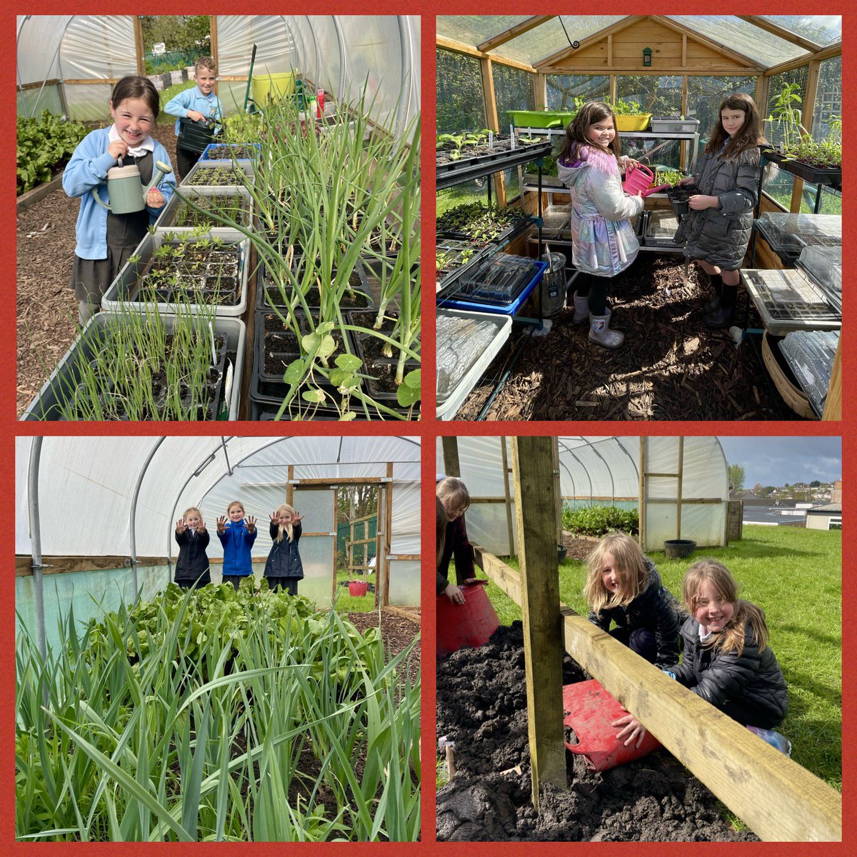 Plant Blwyddyn 3 yn creu gwely dim palu a gofalu am yr egin blanhigion. 🌱 #SgiliauBywYGDS