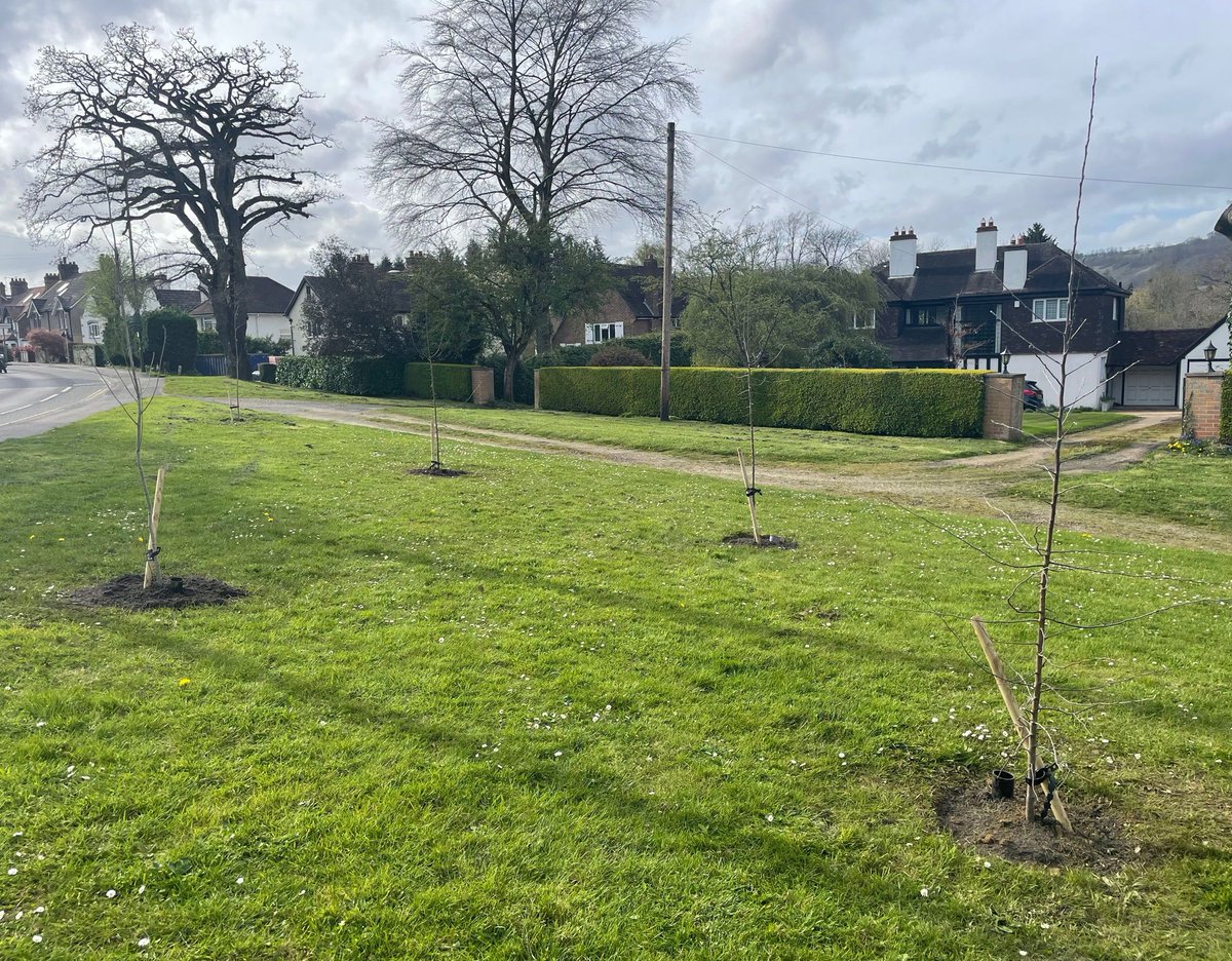 LimpsfieldPC's tweet photo. Detillens Lane and other local residents have funded and planted five trees on Tidy's Green, on the A25 at the end of Detillens Lane. These are English native trees, three Crab Apples and two Rowan, very good for biodiversity and will make a lovely addition to the space. https://t.co/eznTQQne9E