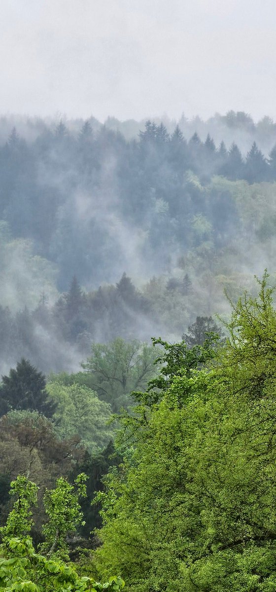 Voilà : canicule et sécheresse
La Forêt Noire sous la pluie.
Bonne journée à tous