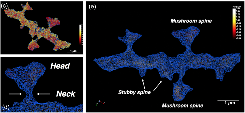 Mayeul_Collot's tweet photo. 👇Very nice perspective paper from @LydiaDanglot showing the power of combining #MemBright probes, 3D SMLM and SODA plugin to map neurons’ spines and proteins at the nanoscale. Congratulations 👏
https://t.co/Vwk2d6coBf https://t.co/G3AZxrNKhr