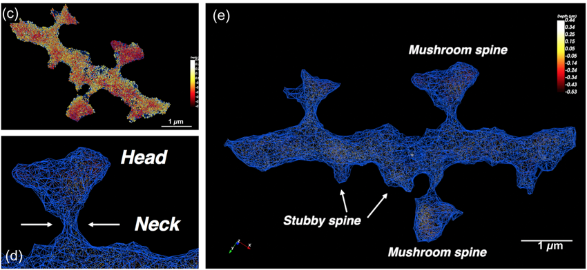 👇Very nice perspective paper from @LydiaDanglot showing the power of combining #MemBright probes, 3D SMLM and SODA plugin to map neurons’ spines and proteins at the nanoscale. Congratulations 👏 spiedigitallibrary.org/journals/neuro…