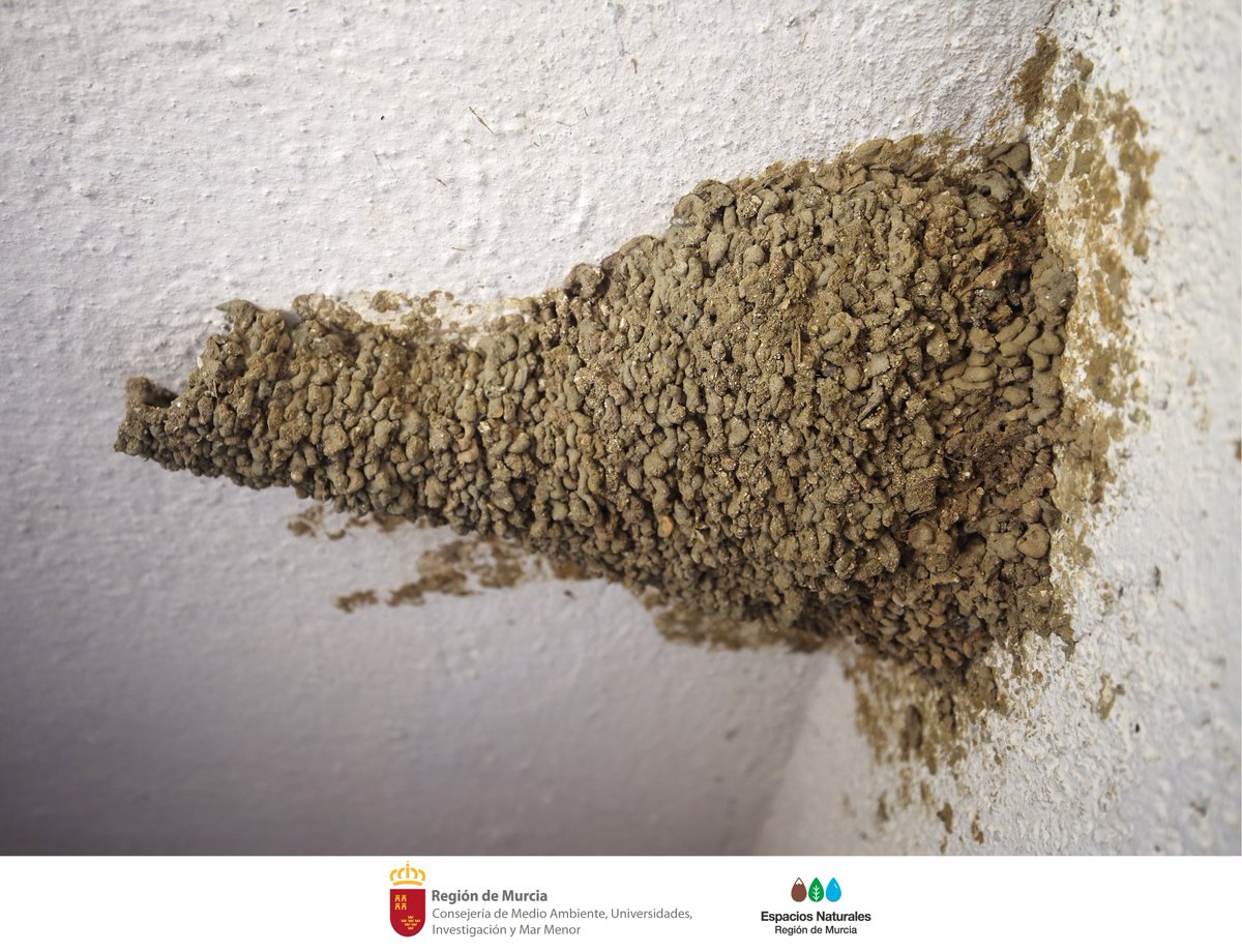 SierraLaPilaPR's tweet image. Los #Nidos de #Golondrina están protegidos por ley 👌

Su #Conservación es esencial para la supervivencia de estas especies 🪹

Este nido con entrada en forma de tubo es de #GolondrinaDáurica (𝘊𝘦𝘤𝘳𝘰𝘱𝘪𝘴 𝘥𝘢𝘶𝘳𝘪𝘤𝘢)

#SOSNidos #NoDestruyasSuHogar #SierraLaPilaPr