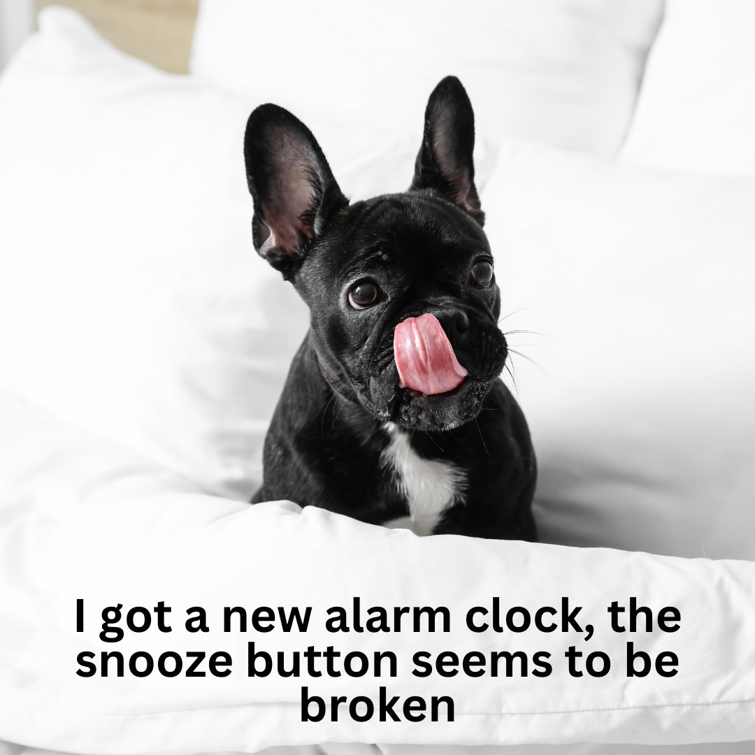 How can an alarm clock be so cute 🧐 #Dogexpress #Celebratingdoglove #Doglovers #Dogowners #lovemydog #doglove #doglife🐾 #alarmclock #cutealarmclock #pawsome #petstagram #dogstagram #dogsofinstagram