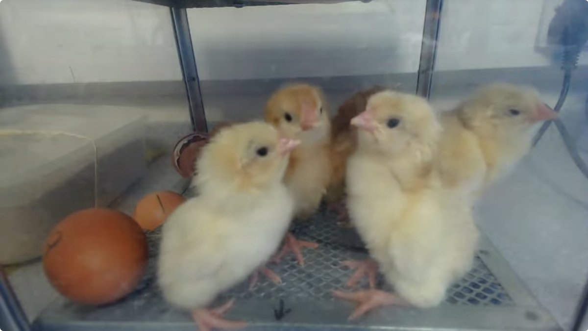 SHS Science tweet media