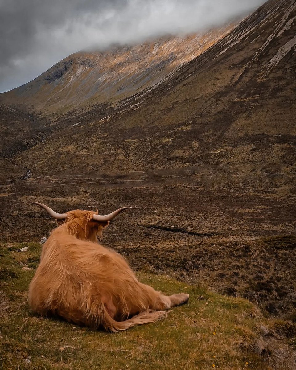 Just some cute Highland coos to brighten up your day.

📸 scotlandhiddenadventures

#100Scotland #travel #adventures #scotland #highlandcoo