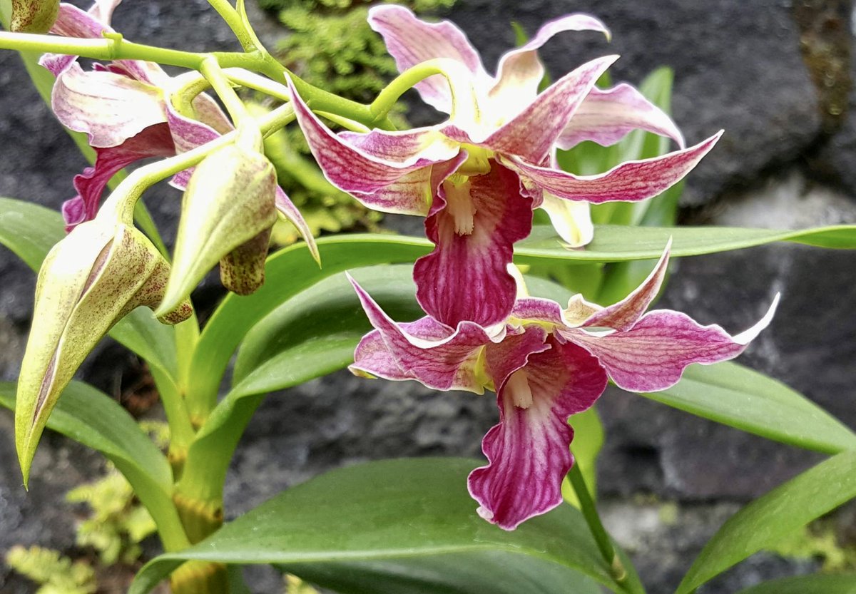 April 17th #orchid of the day: Dendrobium Sherry Abe (Peter Shen x spectabile). Too bad it doesn't show more of the spectabile parent.