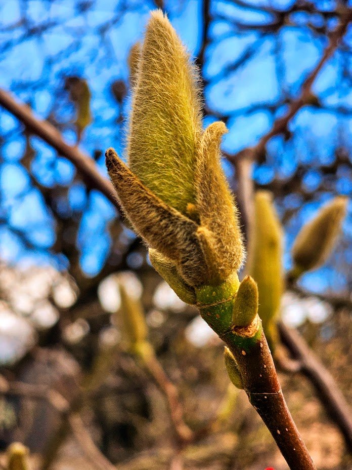 Still some weeks to go before these Magnolia buds burst in to a lovely pink heaven. #nature