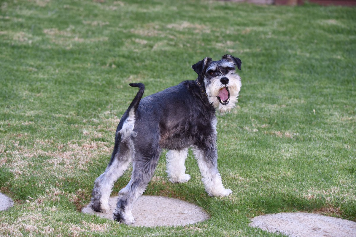 Tommytoe theef… who moi? BOL BOL

#Arlo #giltee 

<a href="/HamishShortie/">Shortie.Hamish</a>