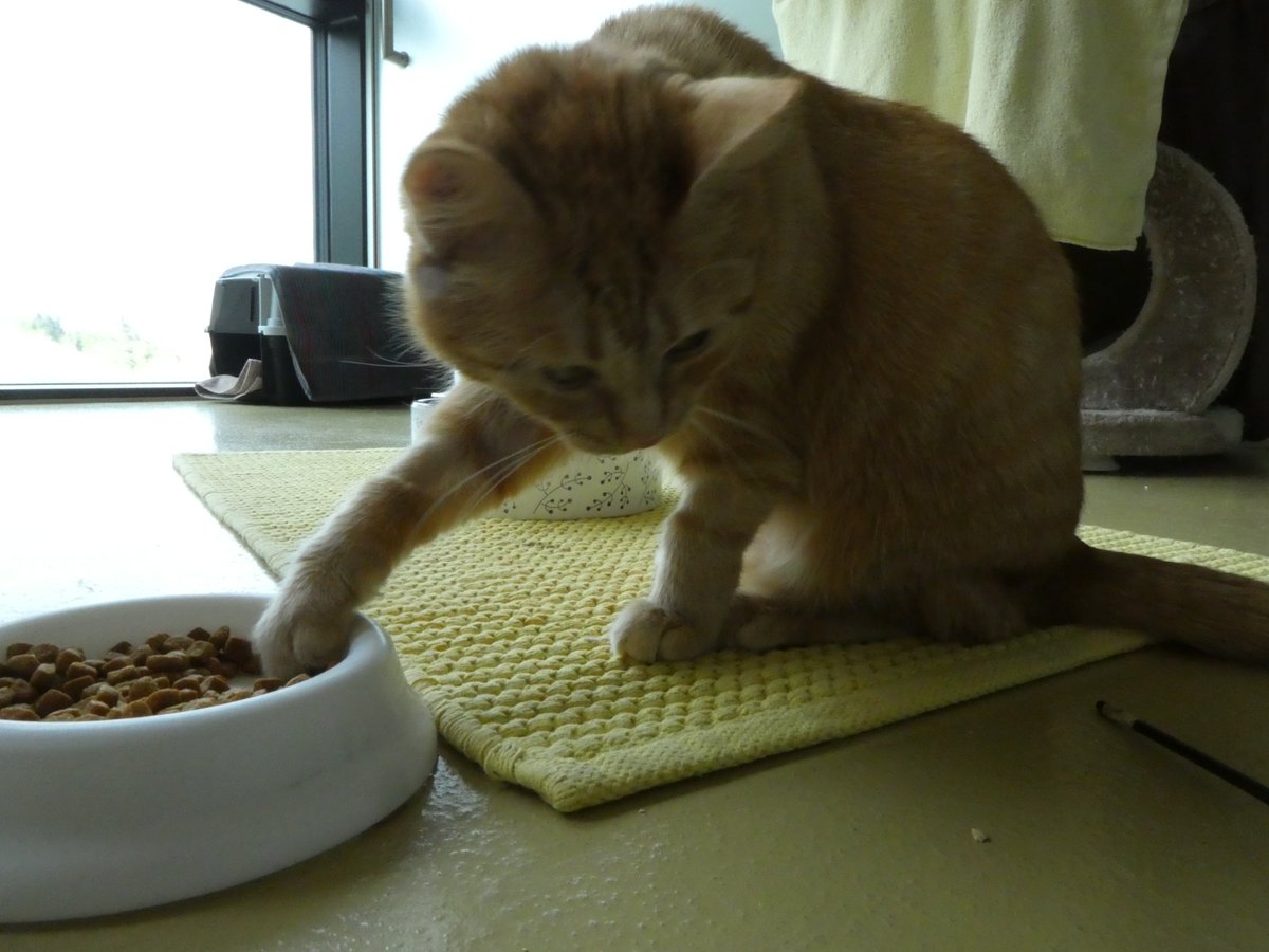 Tierheim: Scotch hat eine ganz spezielle Art zu essen. Sie nimmt jedes Böckchen einzeln mit dem Pfötchen heraus, isst es dann. #Katzen