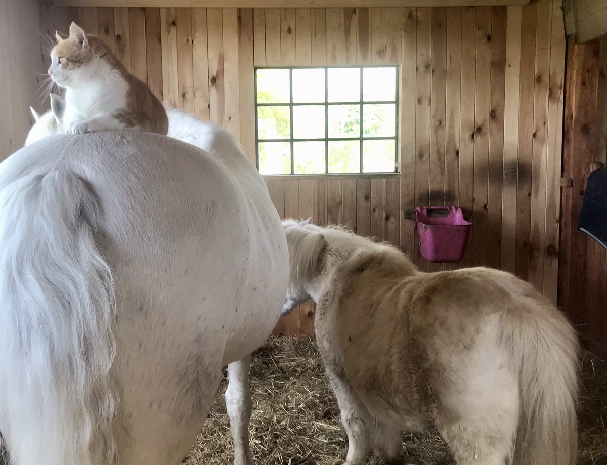 Ready to go out! #ponyhour #ShetlandPony #ConnemaraPony #CatsAreFamily ☘️