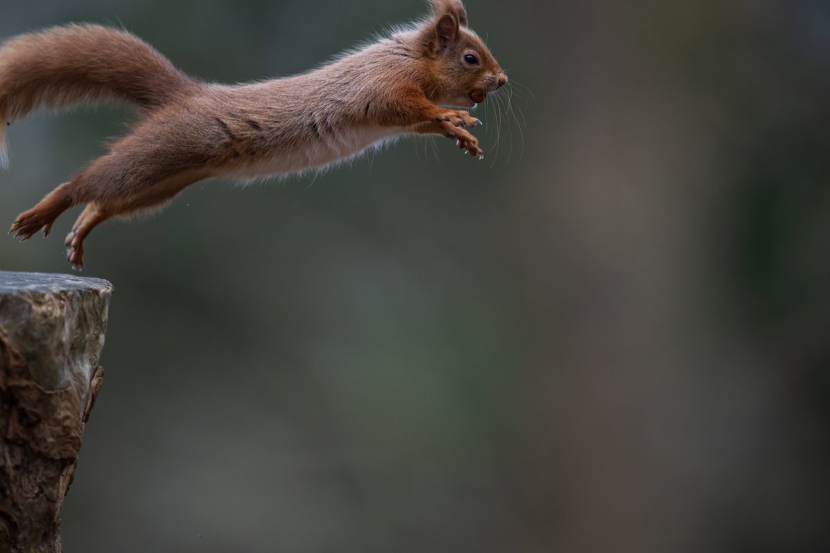 A leap of faith
#redsquirrel from #ntbrownsea on a recent visit
@UKNikon @NikonEurope #Nikon #Z900RS 
#TwitterNatureCommunity #NatureLover 
#NaturePhotography #bokeh
