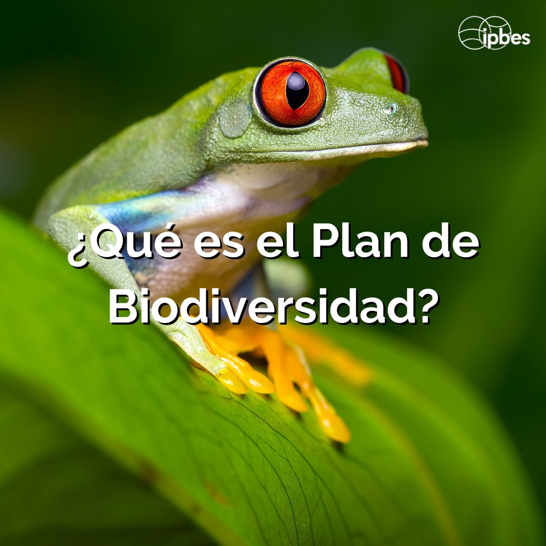 ¿Qué es la #biodiversidad y cómo podemos protegerla? ¿Qué es el Plan de Biodiversidad de @UNBiodiversity? Si aún no lo tienes claro, no te pierdas este breve artículo publicado por la @ONU_es a principios de este año ⬇️ #PorLaNaturaleza news.un.org/es/story/2024/…