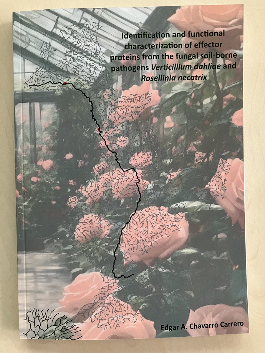 📣BIG day today: <a href="/Chavarroccx/">Edgar Chavarro</a> will defend his PhD thesis <a href="/WUR/">Wageningen U&R</a> today on effector proteins of the fungal soil-borne pathogens Verticillium and Rosellinia 👨‍🎓🍀💐