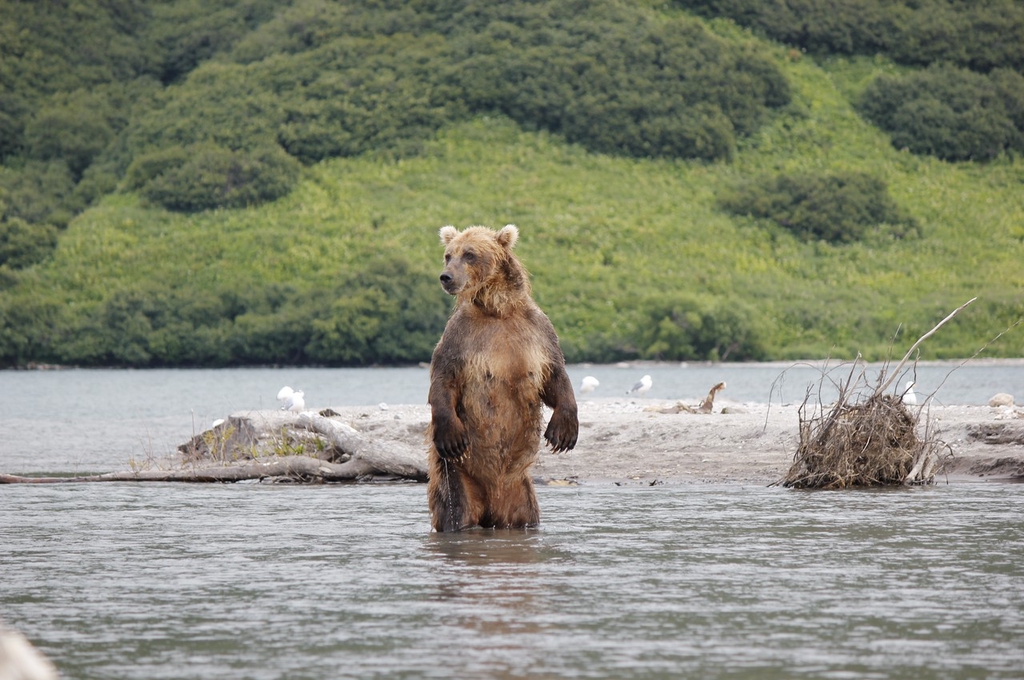 #TopCGTN Découvrons quelques images d'ours bruns qui se détendent au bord d'un lac au Kamchatka, en Russie. Ici, dans cette vaste région moins peuplée et éloignée de toute civilisation moderne, les ours mènent toujours une vie décontractée.