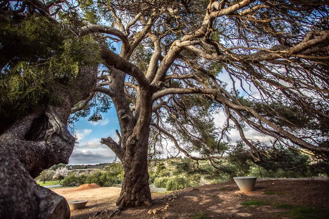 🌳 Avui us presentem el Pi de Cal Pino, un arbre monumental grandiós a la Palma d’Ebre. ℹ️ bit.ly/3Ruxpkl