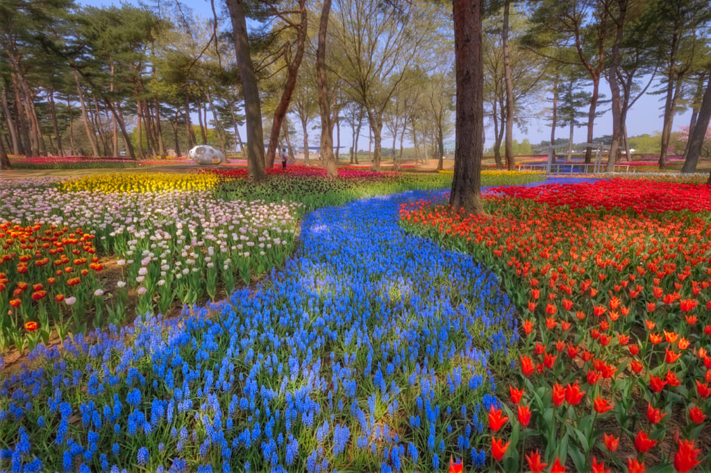 Yes, some places seem to have too much of it. See #Japan. Only two hours from Tokyo, this park with thousands of flowers is worth visiting several times a year to appreciate all its different types. pen-online.com/travel/hitachi…