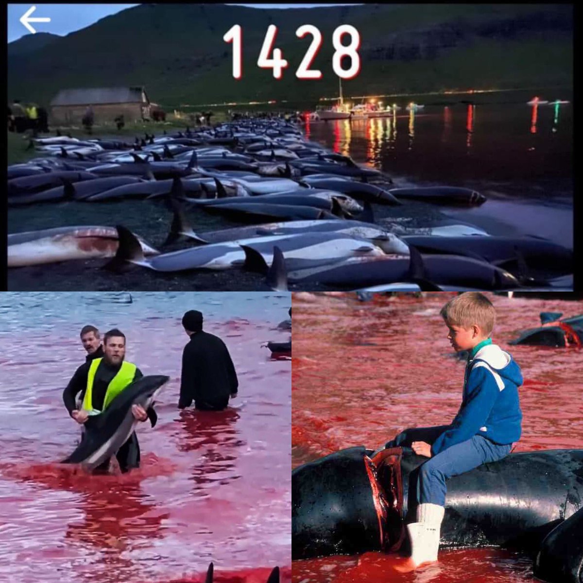 Atlantic Airways promoting a new direct flight ✈️ service from Gatwick to the Faroe Islands 🇫🇴 which slaughtered hundreds of whales & dolphins in the most barbaric way imaginable. If you care let them know & boycott this airline @FLIRBX @VisitFaroe @Tinganes #FaroeIslands…