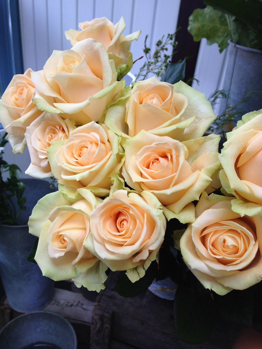 ✨A grand and ravishing show cascades for #RoseWednesday. 🌹'Peach Avalanche's soft, smooth and high-centered ovoid rose buds, surrounded by double petals intensified by a soft, outer green glow. 🥬 Bringing warm elation & sweet gratitude for onlookers & gardeners alike. 🩷💚
