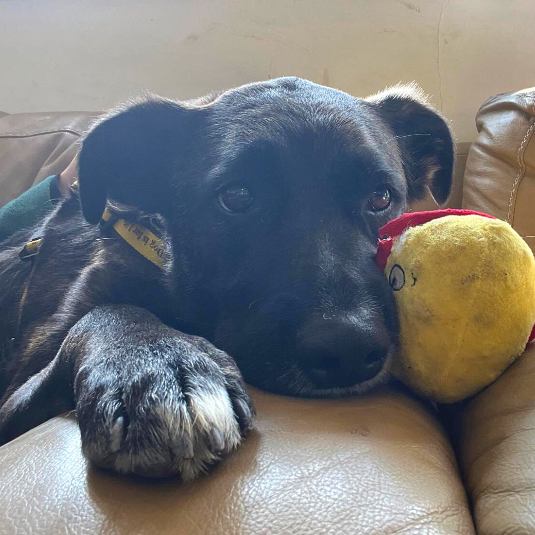 Can you tell that Baccus is the most cuddly boy at the centre?!

Although he can be shy when first meeting you, it isn't long before he is demanding cuddles and fuss. Who could resist that face?! 😍

#crossbreed #Adoption #rehoming #rescue #DogsTrustWestLondon #Ineedahome