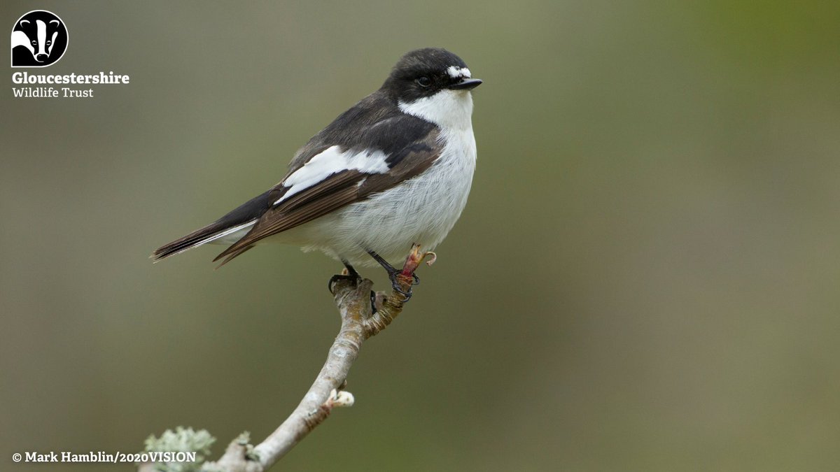 The pied flycatcher is a summer visitor arriving this month, migrating here from West Africa where they spend the winter. Look out for these small black and white birds in woodland, parks and gardens over the coming months, searching for insects which they can catch mid-air.