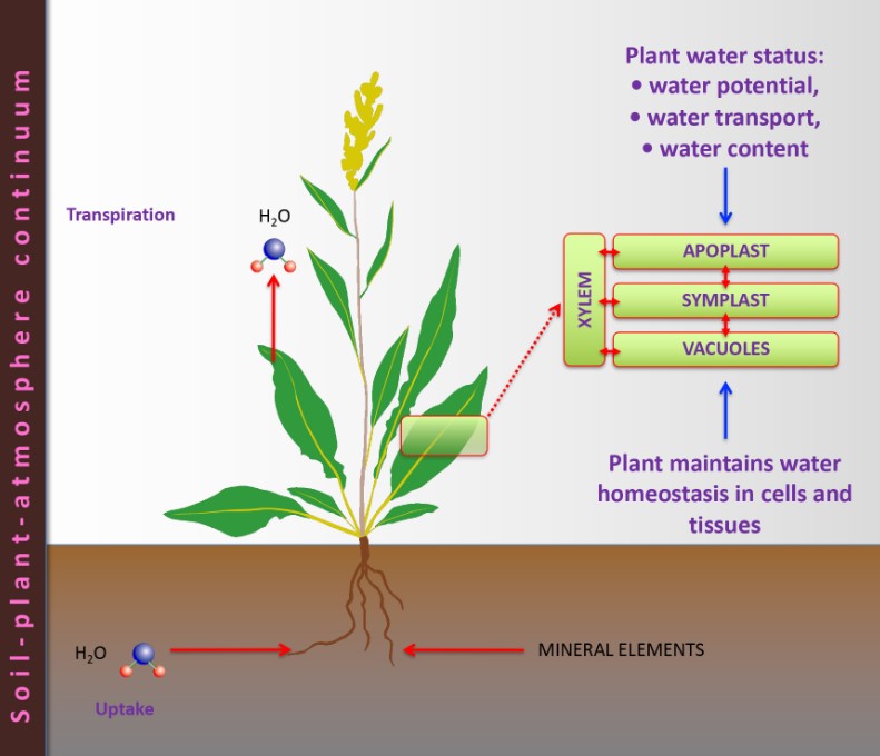 🎉 Take a look at the highly viewed paper 'Water Content of Plant Tissues: So Simple That Almost Forgotten?' by Gederts Ievinsh 👉Link: brnw.ch/21wITon #fruits #salinity #seeds #succulence #planttissue