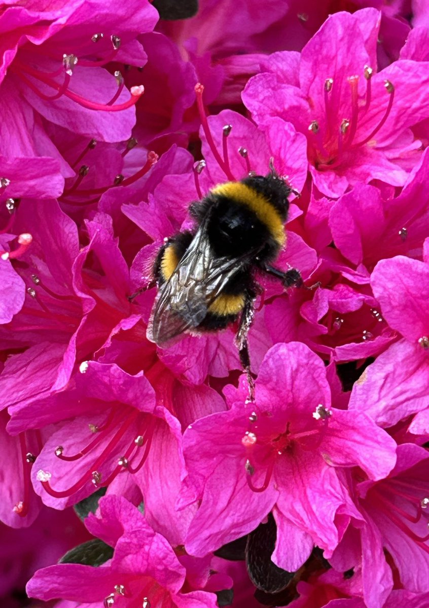 The busy business of spring has arrived. 🐝🌺 #bees #flower #spring #nature #life