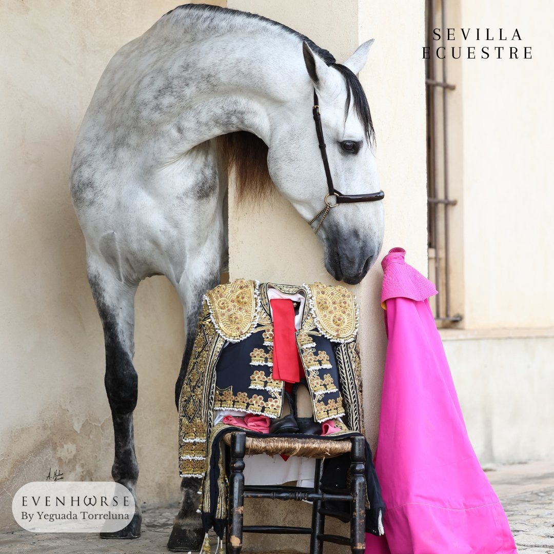 evenhorseshow's tweet photo. 🐴Sevilla también es ecuestre💃

Durante la #FeriaDeAbril conoce a los mejores caballos pura raza española en la Mejor Yeguada del Mundo: Yeguada Torreluna 🐎🐎

Dos tradiciones ligadas por el amor a nuestra tierra!!
💚🤍💚

#EvenHorse #SevillaEcuestre https://t.co/mqErIkSGfK