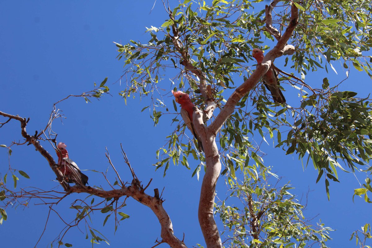 Lava lava (Pink and grey galahs) by Monica Njamme, Ngururrpa ranger, on a trip organised by Ngururrpa Women Rangers to engage young women in ranger work.