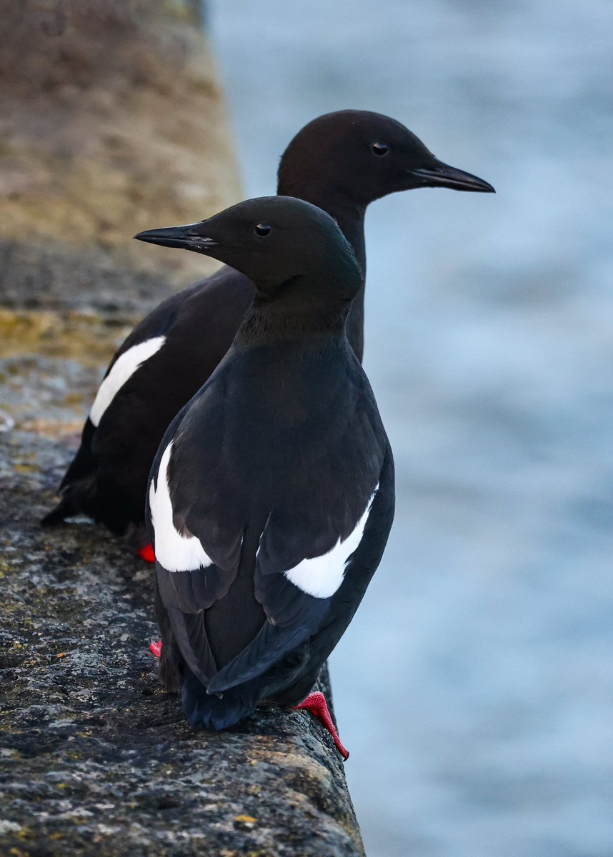 Cuteness personified - love the red mouths and feet of these gorgeous Black Guillemots - strutting their stuff on Gyles Quay pier yesterday morning.
