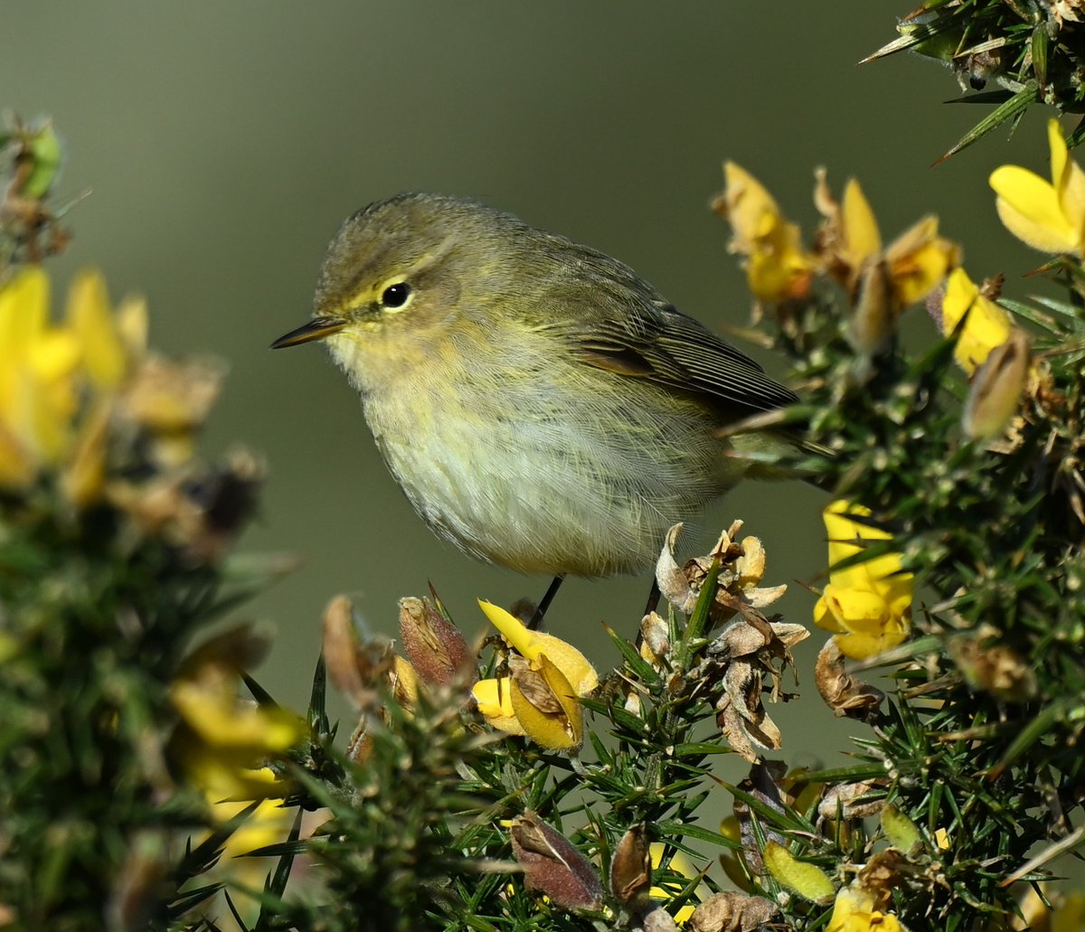 Chiffchaff enjoying the morning sun @Natures_Voice @NatureUK #wildlife #nature #birds #birdwatching #birdphotography #nikon #anglesey