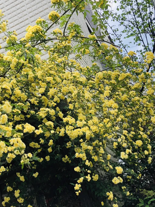 3月風よ。4月は雨よ。5月は花の花ざかり。本当に今年の4月は雨多いね。 