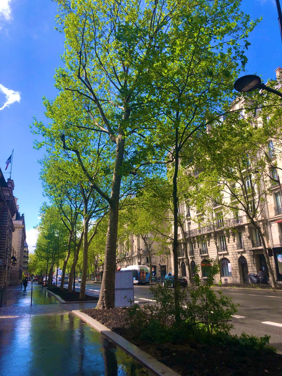 Le visage du boulevard Henri IV complètement refait, avec création de magnifique bandes plantées et réfection/harmonisation des pieds d’arbres, se dévoile davantage jour après jour. Bientôt la fin des travaux ! 🌳👷🏻‍♂️