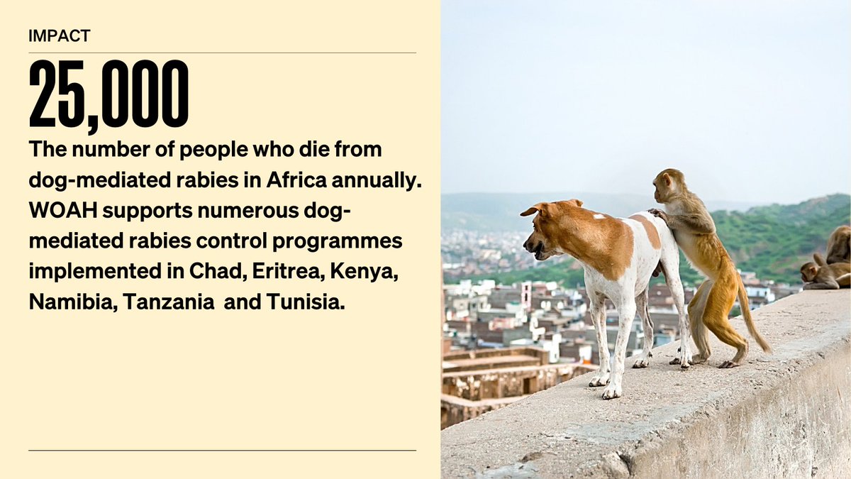 WOAH_Africa's tweet photo. Human death from #rabies is preventable with a well-coordinated #OneHealth approach. Appropriate surveillance and mass dog vaccinations are some of the effective ways to combat #rabies.

Learn more about our work on rabies here: https://t.co/XMtv8dZ8VL https://t.co/mlkHVRF0EA