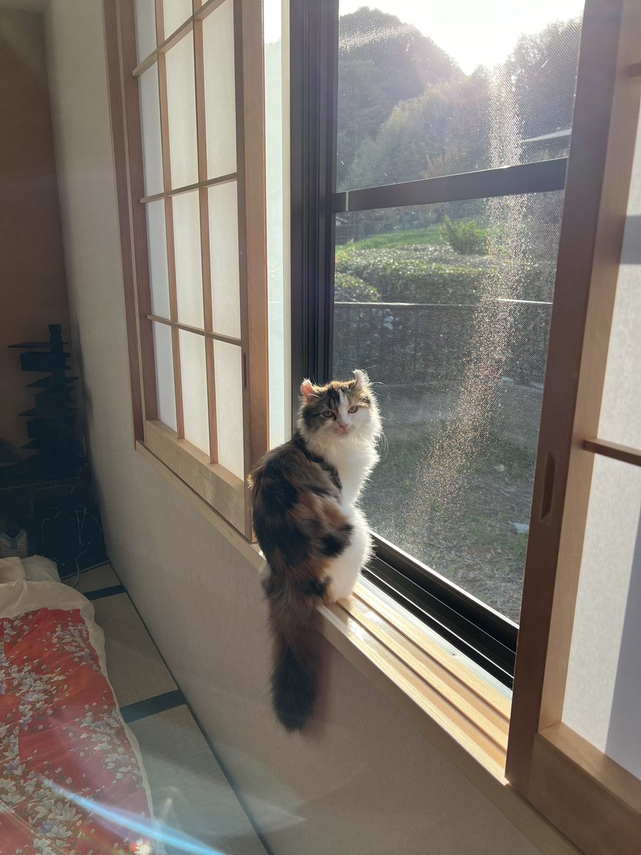 大越香里 (@OhkoshiKaori) / Posts / X