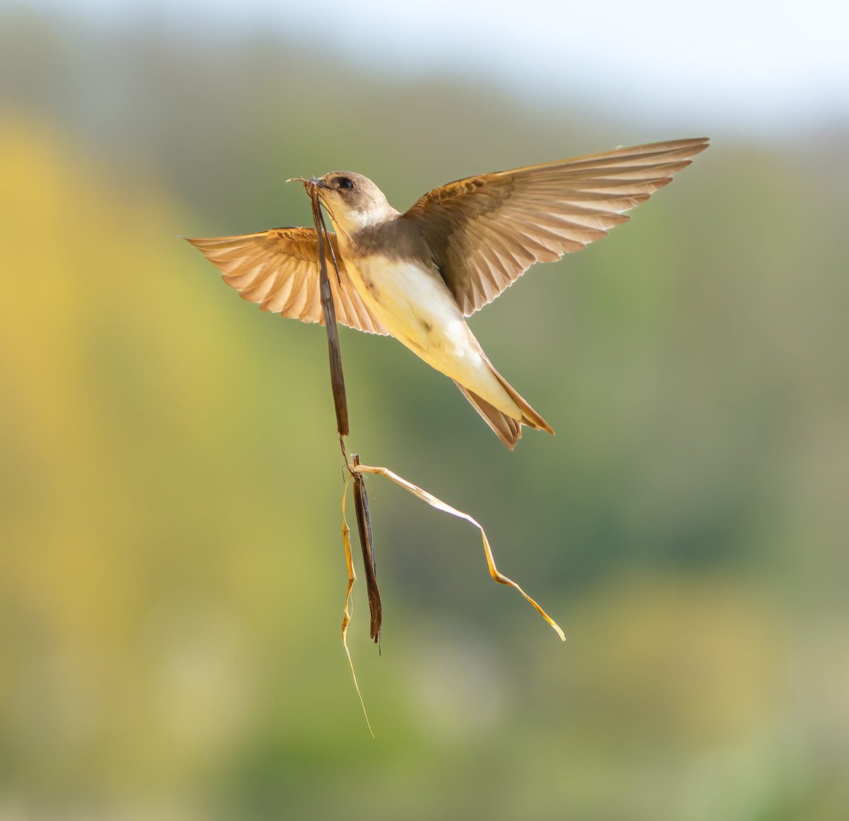 Sand martins are back in the Sand martin hide again. Visitor Cam Parfitt took this photo of a martin carrying nesting material back to a nest hole. We have now closed the windows in the sand martin hide for the season to minimize disturbance to the birds while they are nesting.