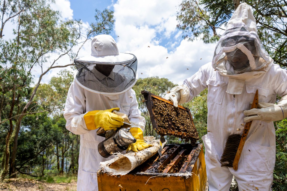 #DYK 🐝Beekeeping is a global industry with small-scale beekeepers depending on bees for their livelihoods? 💡It's also a practical way to boost the resilience and livelihoods of rural communities. Read more:👉🏿 fao.org/3/i2462e/i2462…
