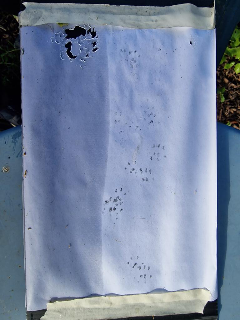 Thoughts please - hog or not. From mammal footprint tunnel: The prints on paper are not very easy to decipher but the prints pictured on top right of the black plastic, could those be hedgehog? About 2-3cm across. @Kate_Bradbury @HedgehogCabin @hedgehoghugh @SW15Hedgehogs