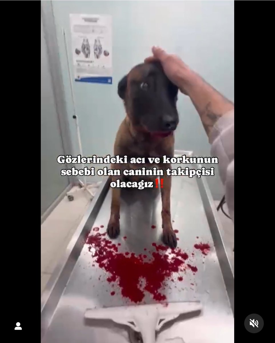 SelenSaydag's tweet photo. @HaytapOfficial Bekçiler şüpheliyi beklerken, şüpheli şahsı karıştırıp evine gelen bir vatandaşımızın, yanına gelen sahipli, çipli köpeğini vurdu bu arada. Hayvan sokak hayvanı değil. Umarım gene de şahsa yardımcı olur ve gerekli hukuki işlemlerde kendisine destek olursunuz. https://t.co/l42quQ58ZJ