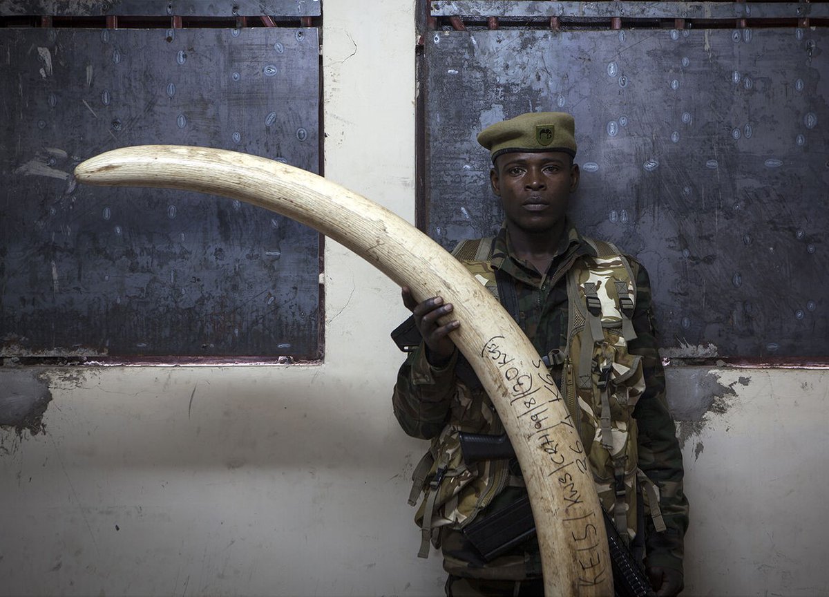 EPI Foundation @EPIAfrica has expressed strong opposition to reopening domestic #ivory markets, as proposed in #SouthAfrica's Draft National #Biodiversity Economy Strategy, & suggests an alternative approach to holistic #elephant conservation See statement bit.ly/49Ef0KW