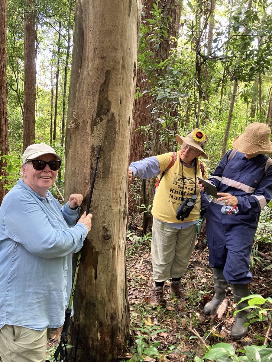 “See these claw marks?” Nanna Chris takes Sydney Nannas for a “spot the Koala habitat” tour in the proposed Great Koala National Park, mid coast NSW.