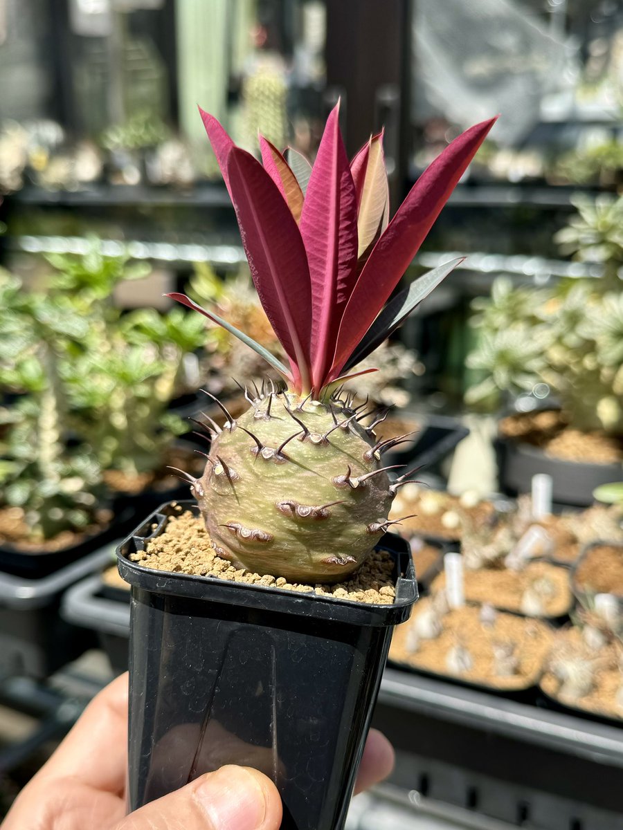 ワイオーエスプランツ tweet media