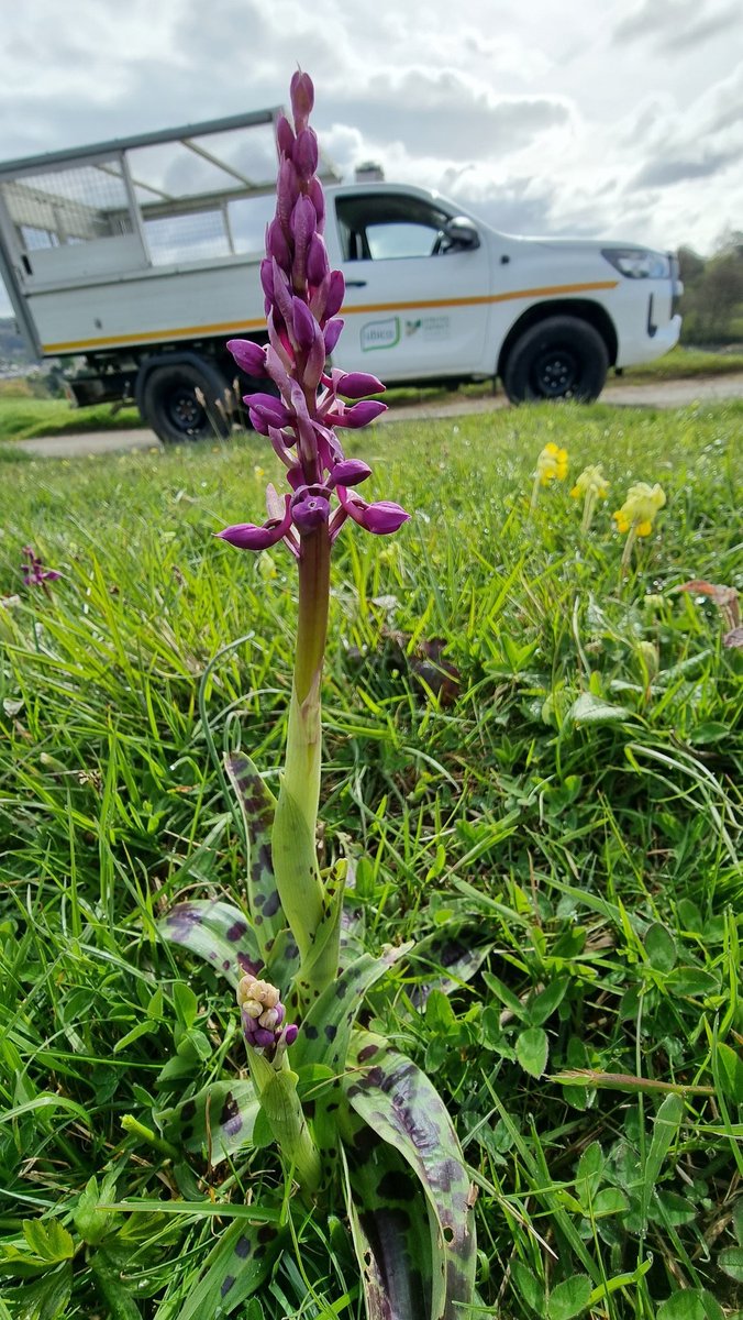 Orchis Mascula on Burleigh common,with a piece by Hildegard of Bingen sounding fantastic,sang by the woman's quior of Winchester Cathedral ,midweek niceness of eye & ear .