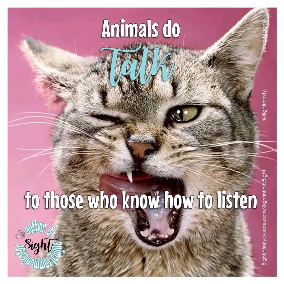 8ightinfinity8's tweet photo. 🐕🐈‍⬛🐕🐈‍⬛

Facebook: 8ight Author &amp; Animal Communicator / 8ightinfinity 
twitter: https://t.co/xVQpWb7DI2
Instagram: https://t.co/IugBGoI0De
tiktok:  https://t.co/mJHO7LvZDA
Youtube: https://t.co/NffBjojwHi 
Threads: 8ightinfinity https://t.co/kRKv2nR7sz