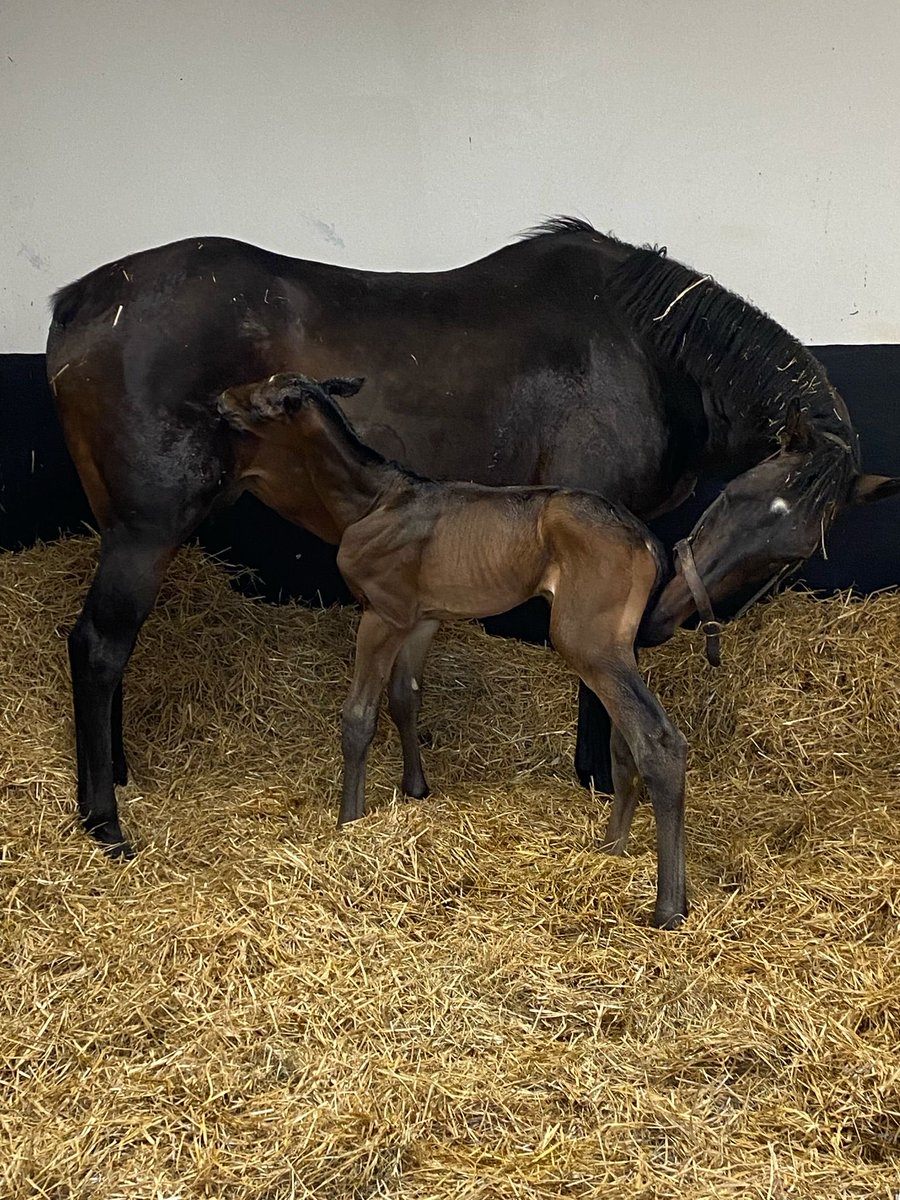 glenstud's tweet photo. APPLE’S JADE looks to be delighted with her ⁦@RathbarryStud⁩ colt by BLUE BRESIL for ⁦@BectiveStud⁩ born this morning. Hoping he can emulate his 11-time Gr.1 winning Champion dam ⁦@gelliott_racing⁩ 🤩🤩 https://t.co/rwSnxCLVHK