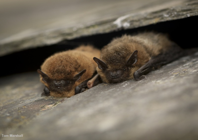 Happy #InternationalBatAppreciationDay! Plant flowers that release their scent in the evening to attract moths and, ultimately, bats looking for an insect meal into your garden 🦇 wildlifetrusts.org/actions/how-at…