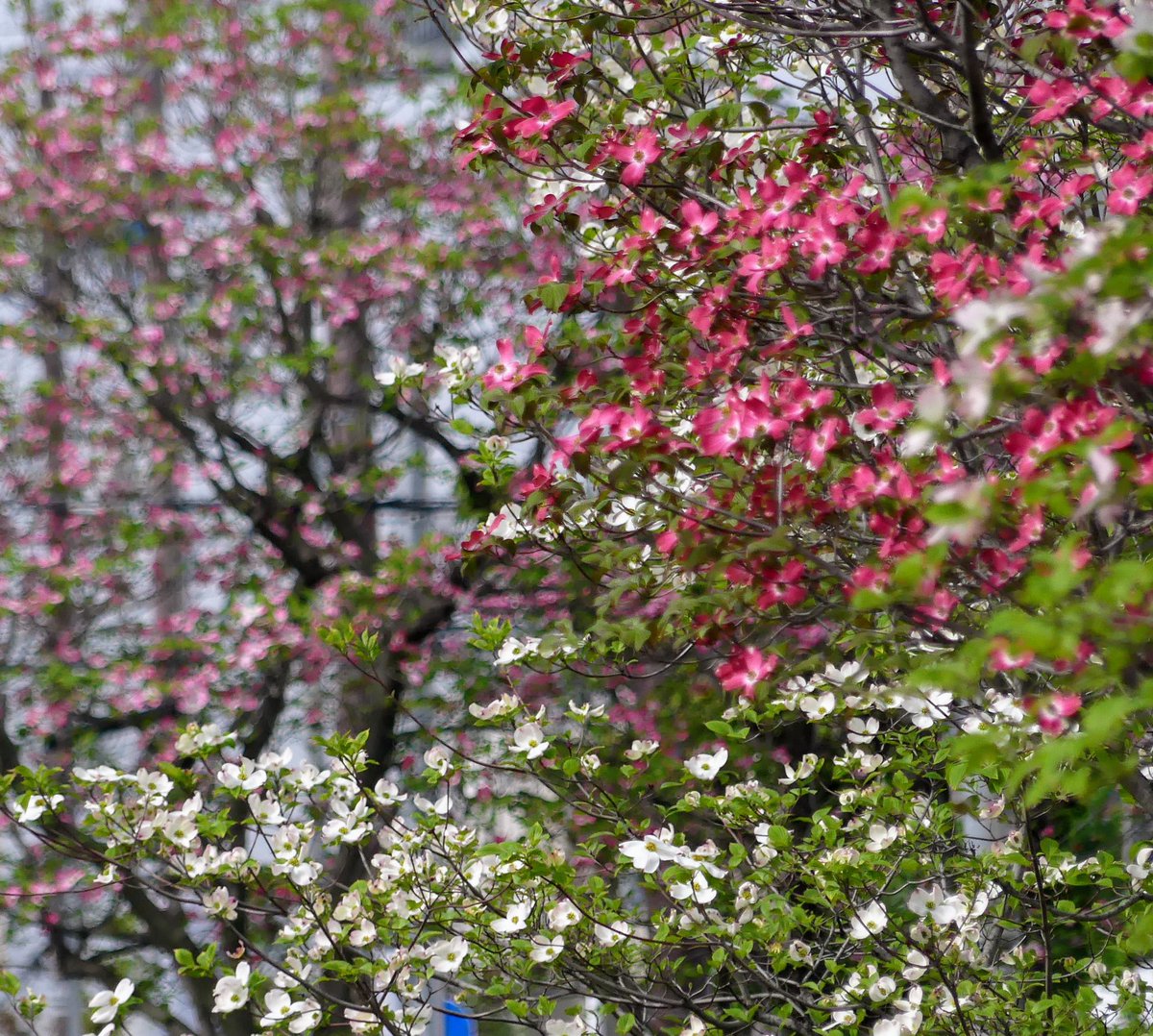 茨木市の
保健所沿いの
ハナミヅキが満開です

今を盛りにと咲いています

紅色　もも色
そして白色と咲きほこっていますよ

#ハナミズキ