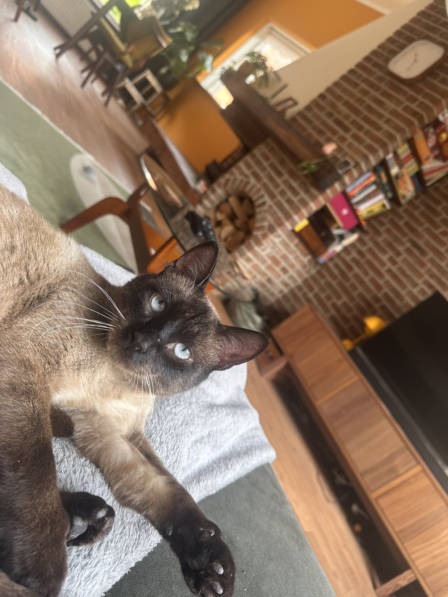 nattemouw's tweet photo. Milo zo lief 🥺 https://t.co/g7DP6lJ3e2
