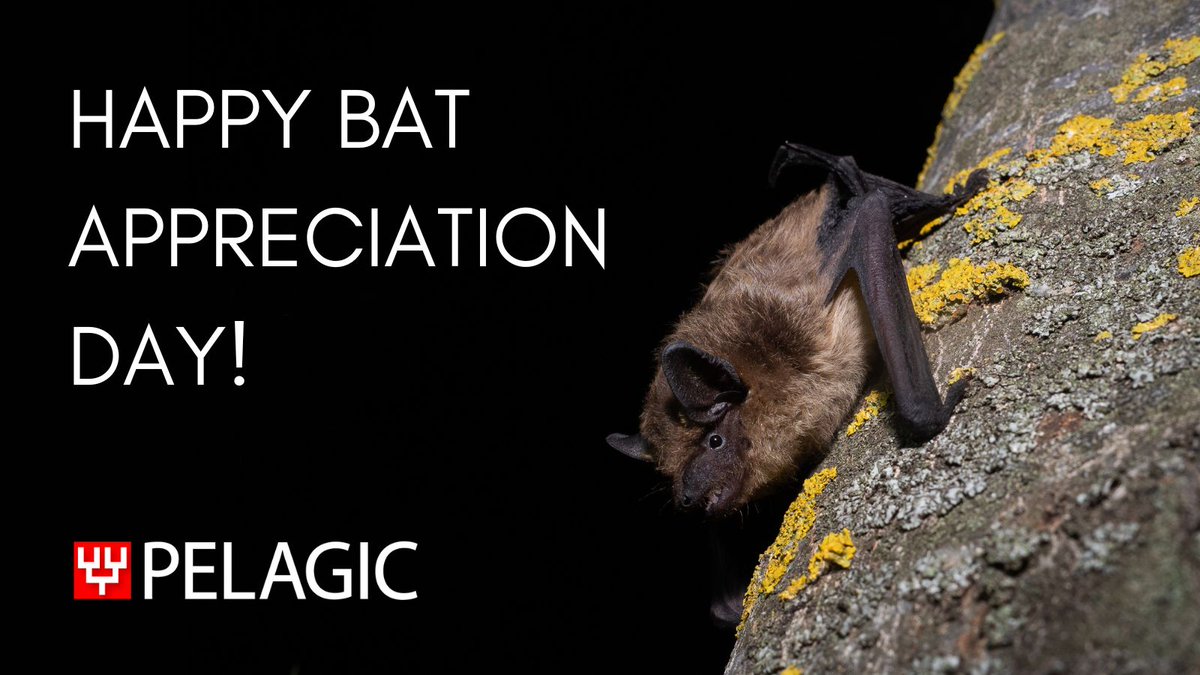 If you know us well you know that we're batty about all things chiroptera so we're excited to celebrate #BatAppreciationDay 🦇🦇🦇 For one day only use code BATS30 to save 30% on all books in our bat collection ➡️ loom.ly/ZXOaGVE #bats #chiroptera #sharethelove