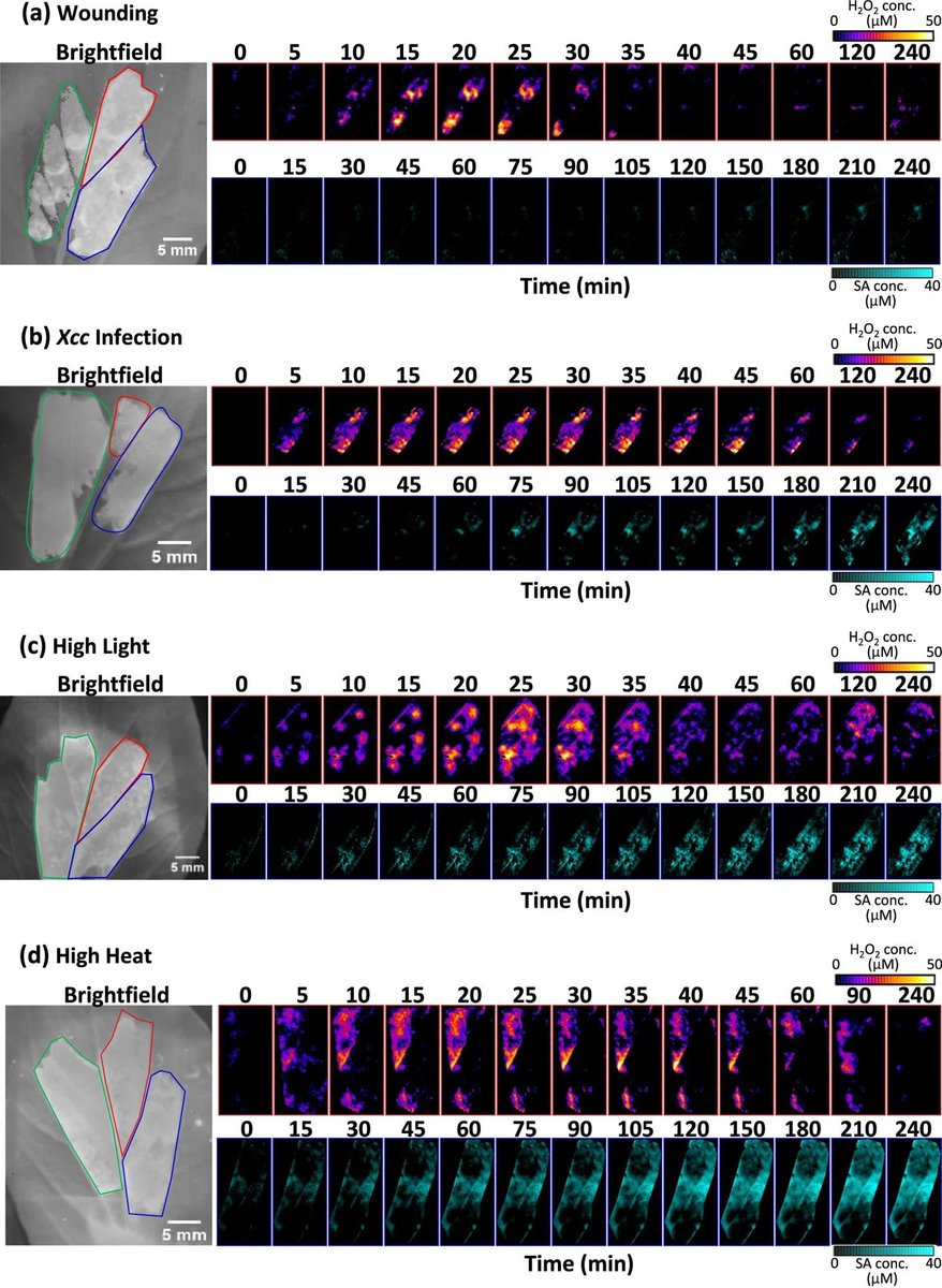 A novel #nanosensor platform uses carbon #nanotubes to monitor early stress signaling molecules in plants.

azosensors.com/news.aspx?News…